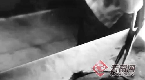 名字叫做“钢笔狗” 不能写字会“咬”人