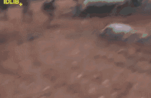 视频截图(图源:俄罗斯卫星通讯社)