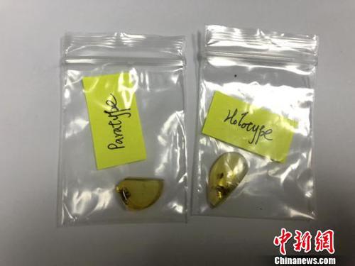 图为缅甸琥珀标本?！⊙钛沾?摄