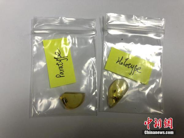 现亿年前远古蜘蛛3 现亿年前远古蜘蛛3