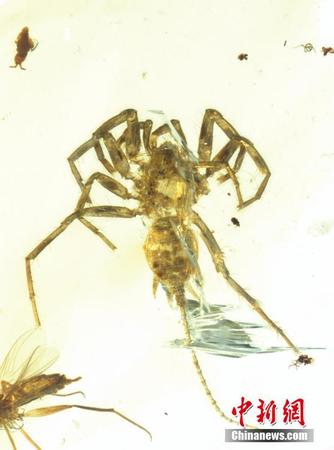 现亿年前远古蜘蛛2 现亿年前远古蜘蛛2
