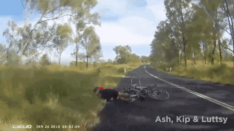 小伙和父亲正在庭院喝茶 突然一条鲨鱼从天而降