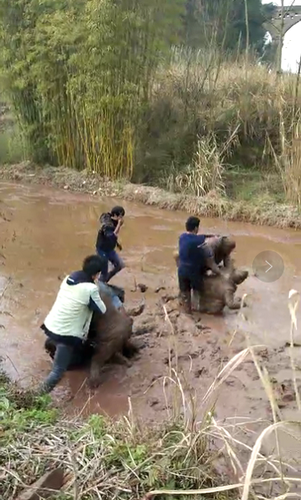 车主春节因错车引发争执 打架打到水田里变泥人
