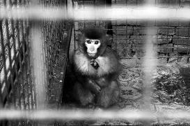 女子外出吃火锅被猴子抓伤店方:系其他单位寄养