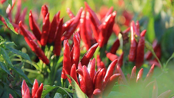 MAIN201803040921330724777231283 MAIN201803040921330724777231283