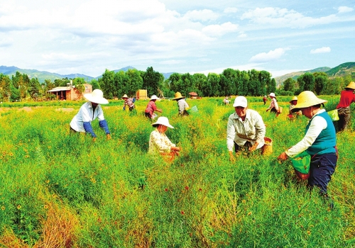 种植中草药2 种植中草药2