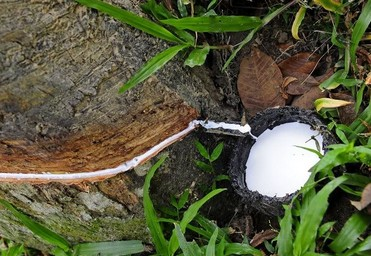 天然橡胶 天然橡胶