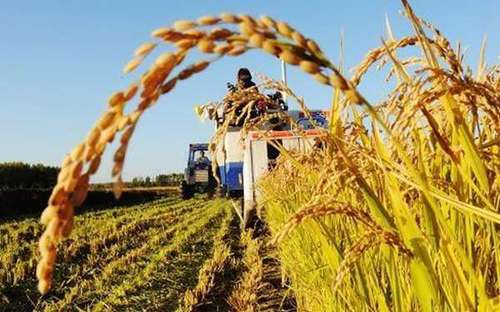 乡村振兴 乡村振兴