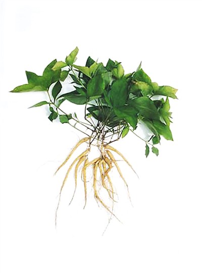 rmrbhwb2018031010p32_b rmrbhwb2018031010p32_b