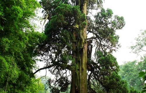 名木古树 名木古树