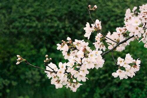 武汉2棵?；ㄖ踉诒本┌布?树龄50余岁蓬径8米