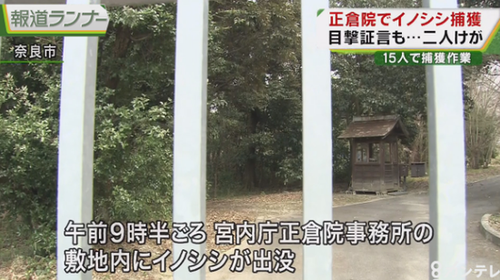 1521167877292336.png 日本宫内厅上演人猪大战 皇宫警察被野猪咬伤