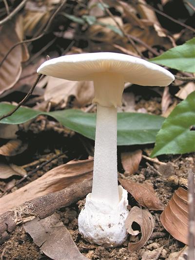 教你识别毒蘑菇 民间识别方法别轻信！