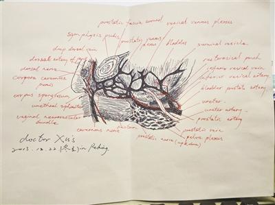 徐国良绘制的外科解剖图 徐国良绘制的外科解剖图