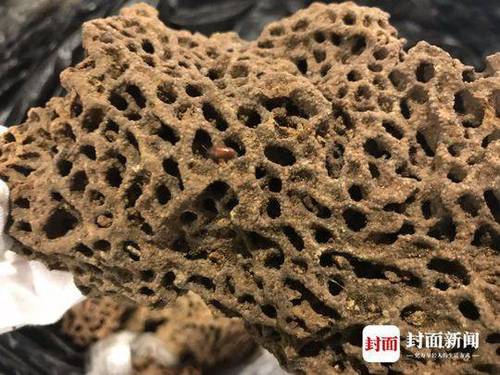 成都海关拦截大量入境活体蚂蚁 旅客称拿来泡酒