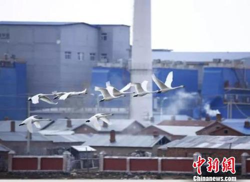 图为呼伦贝尔雪未消融，天鹅已归。　武军 摄