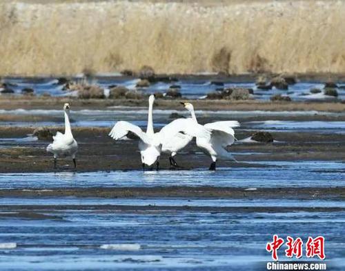 图为天鹅与冰凌“共舞”?！∥渚?摄