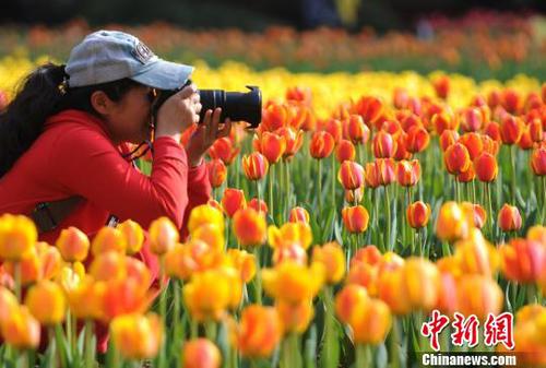 郁金香吸引了许多摄影爱好者前来拍摄。　胡国林　摄