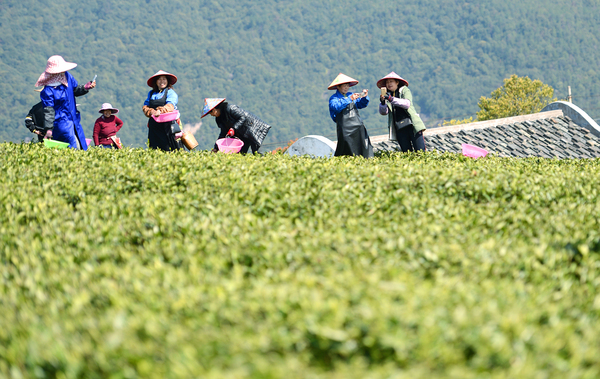 6如今的茶农更加时尚了，采茶之余也玩儿自拍