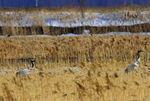 中国“最北”湿地迎来今年首批候鸟