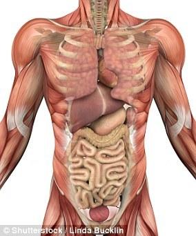 科学家发现人体新器官：遍布全身，充当内置减震器