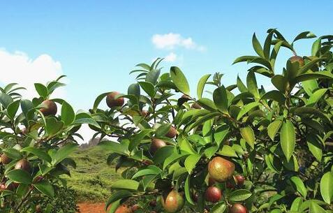 QQ截图20180403084258 QQ截图20180403084258