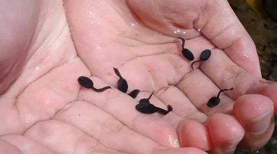 吃活蝌蚪可强身健体？含寄生虫是真！