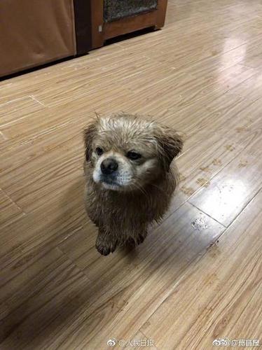 敦煌莫高窟小狗每天绕窟区巡逻走红 被称窟霸