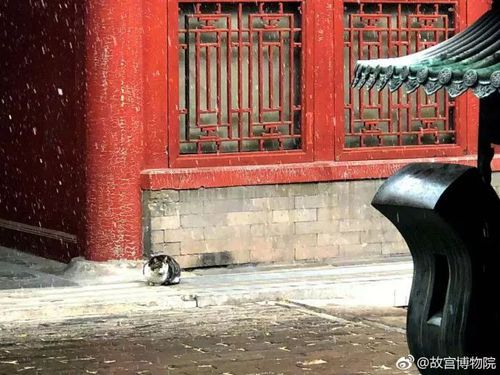 故宫扫不扫雪?博鳌论坛上故宫掌门人回答这些问题