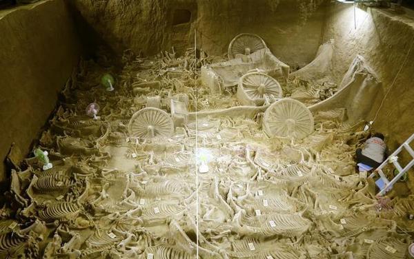 河南新郑郑韩故城遗址三号车马坑，共发现4辆马车，出土122匹马骨。