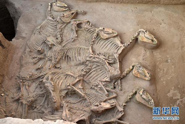 宁夏彭阳姚河塬西周遗址发掘现场拍摄的马坑。新华社记者 李然 摄 图片来源：新华网