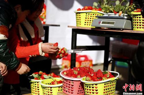 资料图:草莓。<a target='_blank' href='http://www.chinanews.com/'>中新社</a>发 富田 摄 点击进入下一页