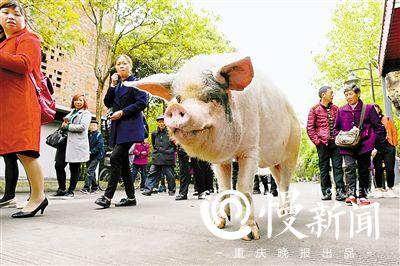 散步时成为游客追逐对象 点击进入下一页