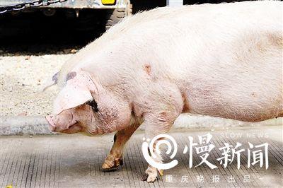 身上留着地震造成的疤痕 点击进入下一页