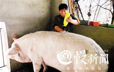 用洗发香波加中草药水给它洗澡 点击进入下一页