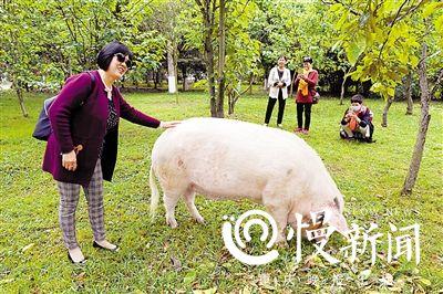 游客和它合影 点击进入下一页