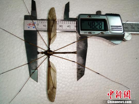 蚊子标本?！≌粤?摄