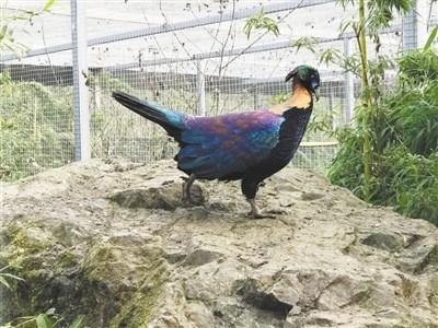 今年全球首只笼养绿尾虹雉诞生