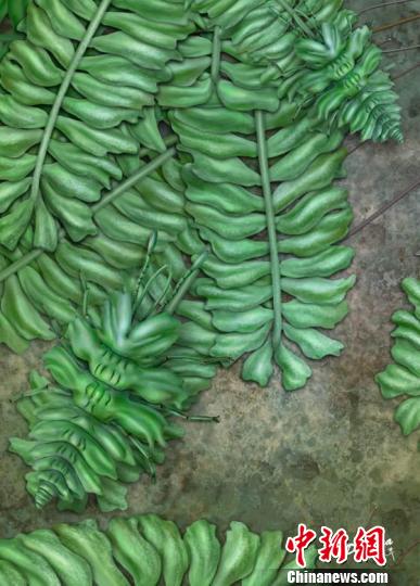 黄氏拟苔草蛉的生态复原图?！∧瞎潘?杨定华 摄