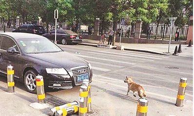 北京多人被狗咬3 北京多人被狗咬3