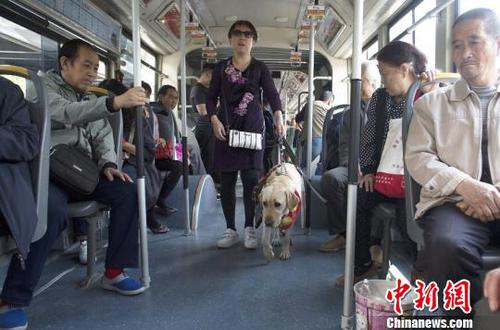 山西盲人携导盲犬闹市行走呼吁关注视障者出行