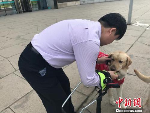 导盲犬的主人给其喂食物?！⊙罹?摄
