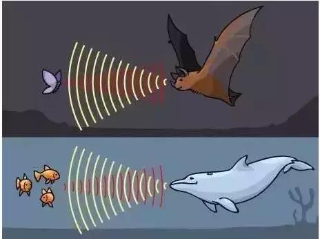 为何有人听到指甲划黑板的声音就狂躁？