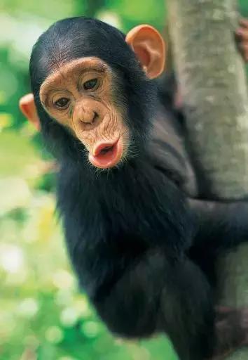 为何有人听到指甲划黑板的声音就狂躁？