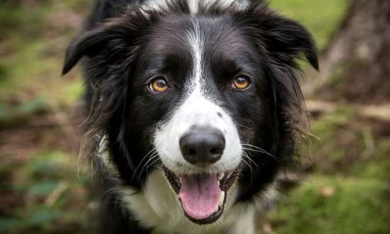 瑞典研究:养狗或降低心脏病死亡风险