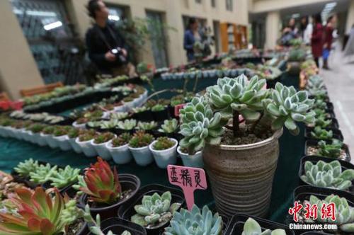 资料图：多肉植物。<a target='_blank' href='http://www.chinanews.com/'>中新社</a>记者 泱波 摄