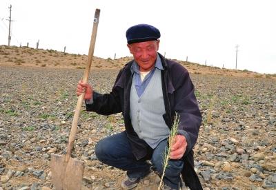 张俊在承包地查看栽种的梭梭树 点击进入下一页