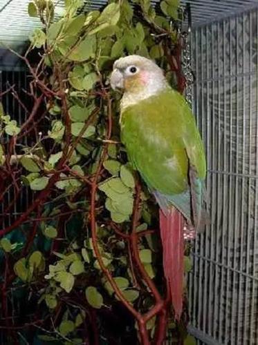 深圳鹦鹉案当事人出狱 妻子:熬出头了 仍想申诉