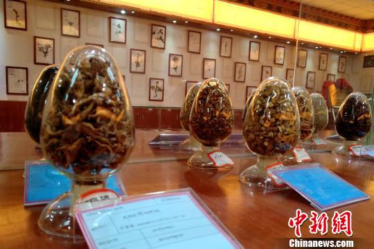 图为国家中医(藏医)临床研究基地中展示的藏药药材?！〗刹?摄