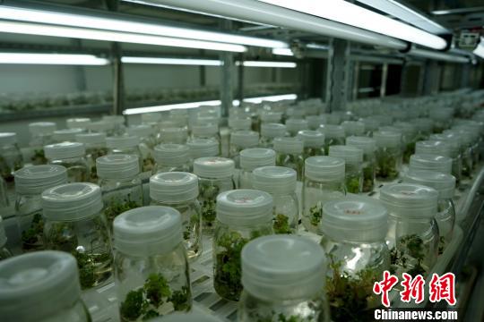 图为西藏自治区农牧科学院对藏药植物红景天进行培植实验?！〗刹?摄